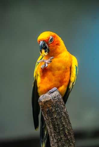 太平洋鸚鵡飼養方法 太平洋鸚鵡飼養方法