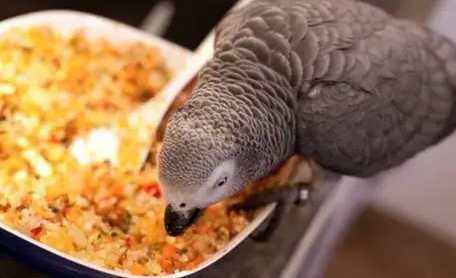 鸚鵡發情期飲食