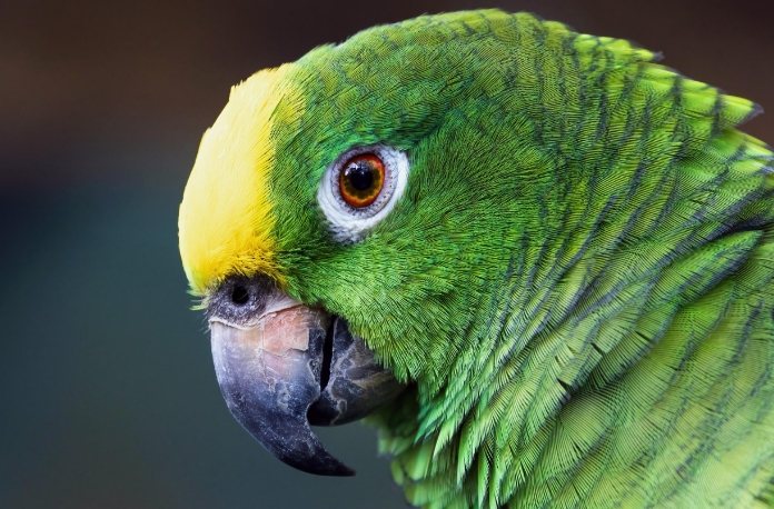 太平洋鸚鵡缺點