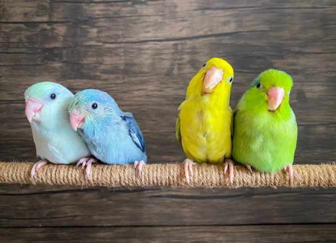 太平洋鸚鵡訓練