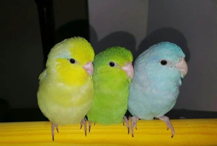 太平洋鸚鵡照顧 太平洋鸚鵡照顧