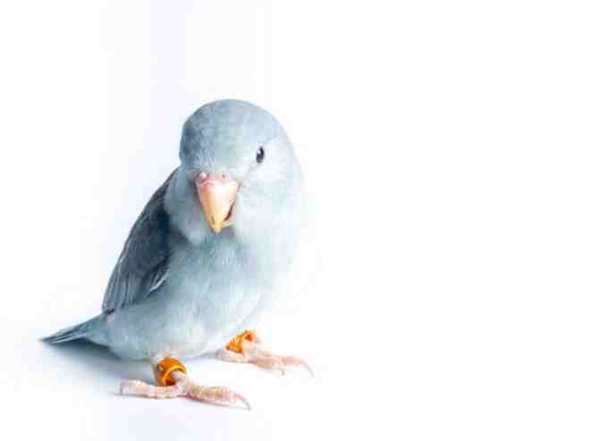 鸚鵡吃肉安全嗎