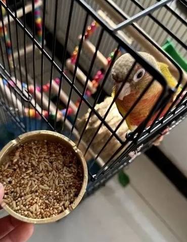 鸚鵡繁殖期營養