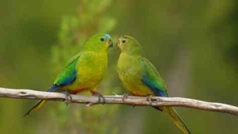 太平洋鸚鵡照顧 太平洋鸚鵡照顧