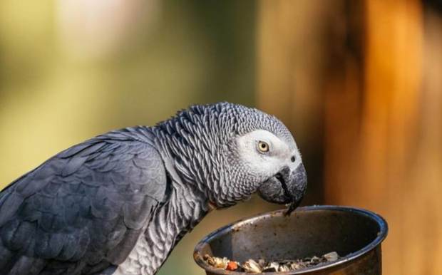 鸚鵡繁殖期營養