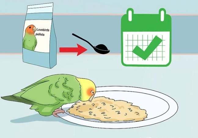鸚鵡飲食管理