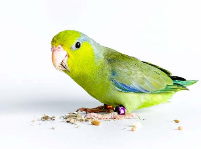 太平洋鸚鵡飼養