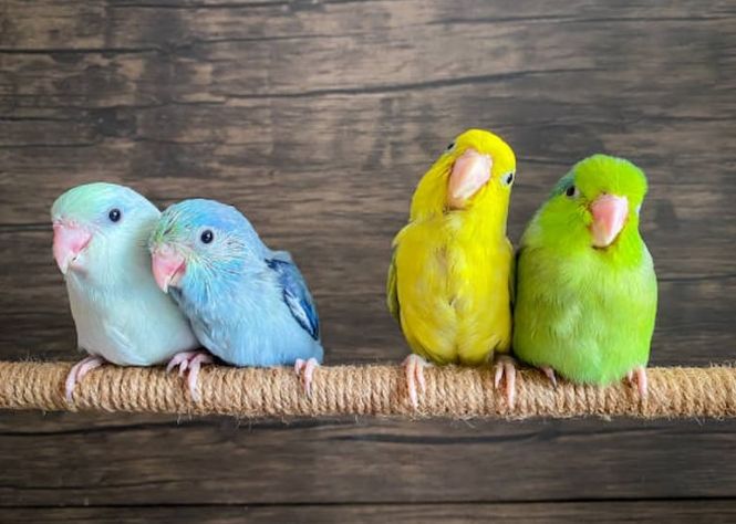 鸚鵡可以吃什麼肉