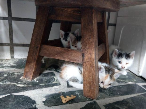 貓後腿無力治療