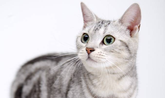 安樂死費用台灣