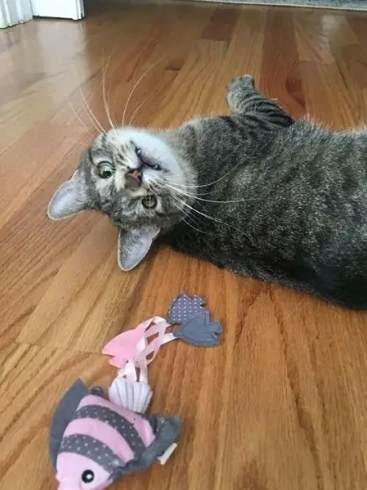 貓咪安樂死時機