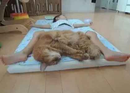 貓咪安樂死時機