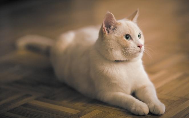 貓後腳無力治療