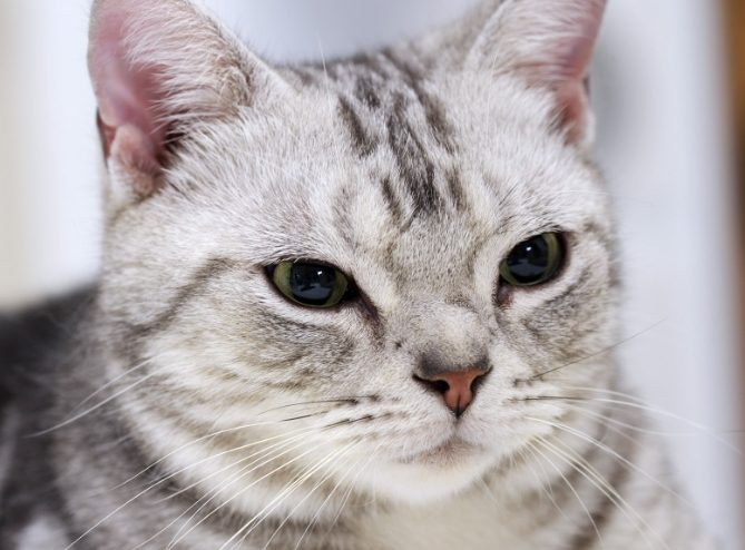 安樂死費用台灣