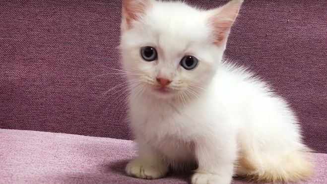 貓咪安樂死價格