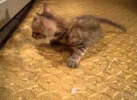 貓後腿無力治療