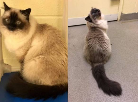 貓咪生活品質評估