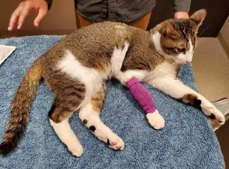 腎貓後腳無力治療