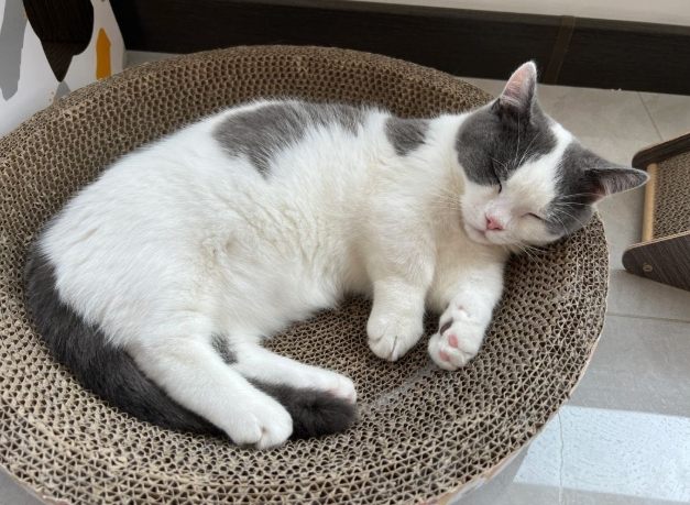 腎貓後腳無力治療