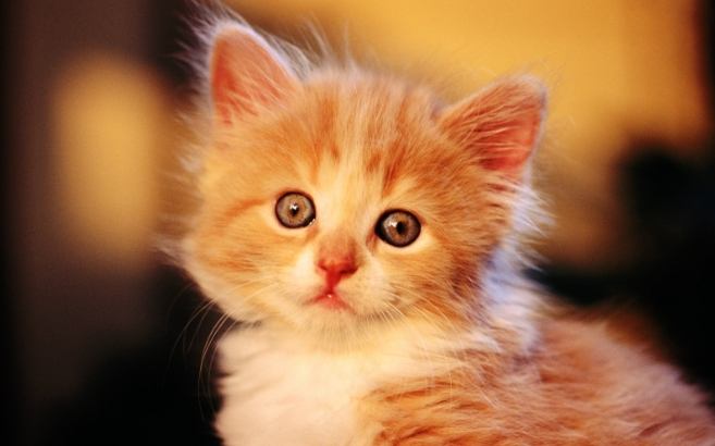 貓咪安樂死價格