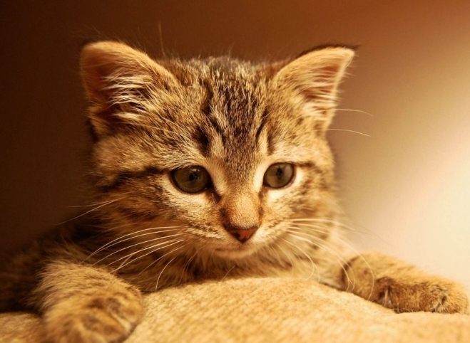 貓後腳無力治療