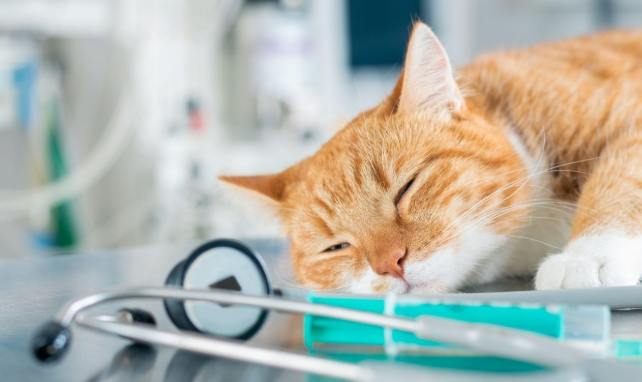 安樂死過程 安樂死過程