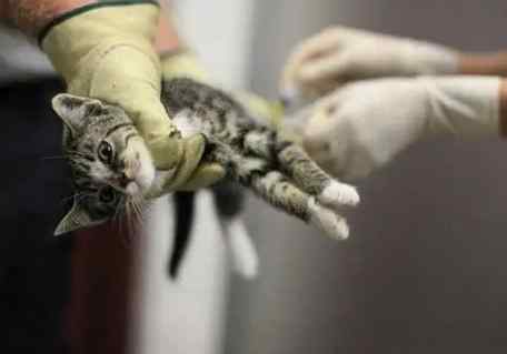 安樂死過程 安樂死過程