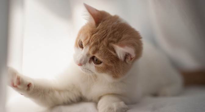 貓後腳無力原因