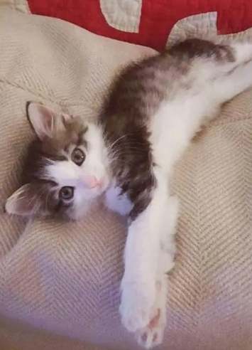 貓腎病後腳無力