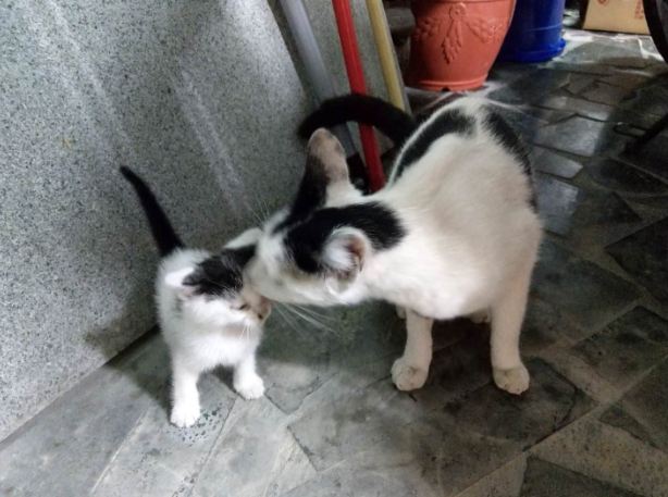 幼貓後腿無力原因