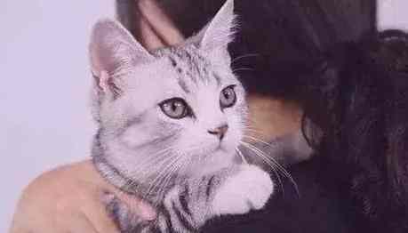 貓咪安樂死疼痛 貓咪安樂死疼痛