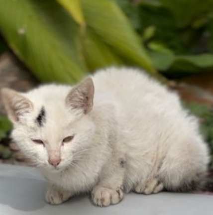 貓腎病後腳無力