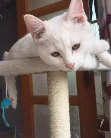 貓咪安樂死時機