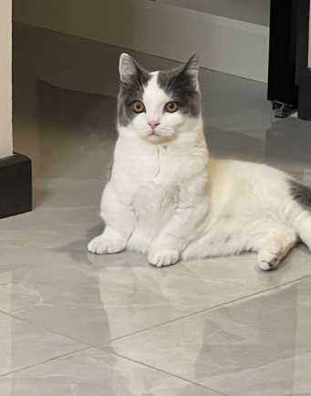 幼貓後腿無力原因