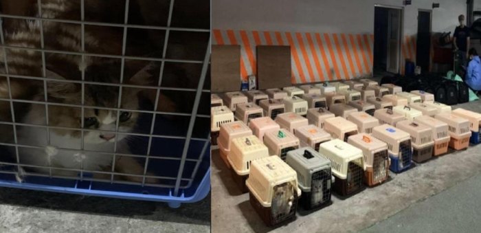 貓咪生活品質評估