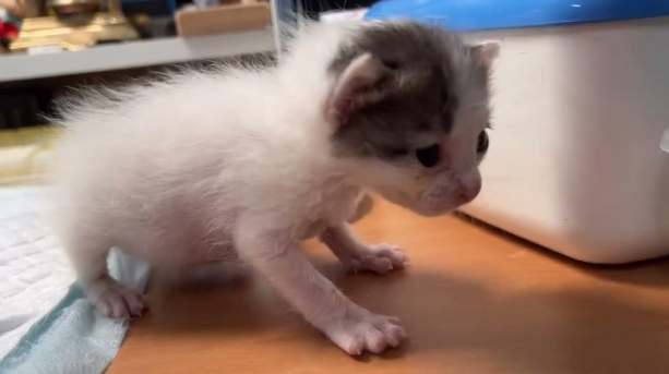 貓腎病後腳無力