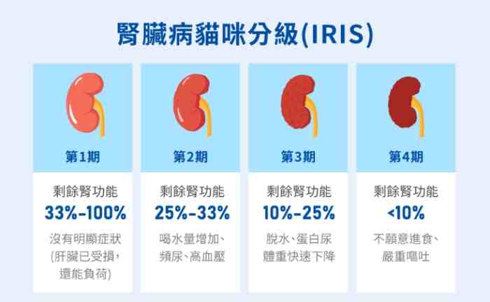 貓慢性腎病照顧