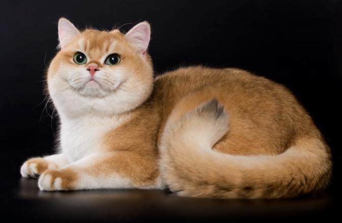 安樂死費用台灣