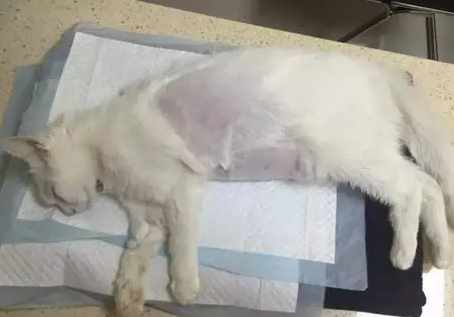 貓咪安樂死注意事項 貓咪安樂死注意事項