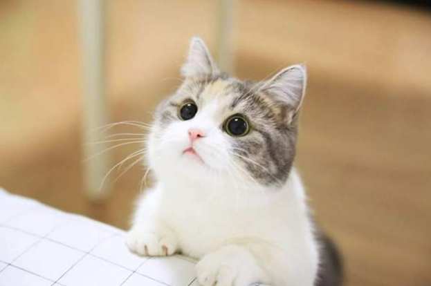 貓咪安樂死價格