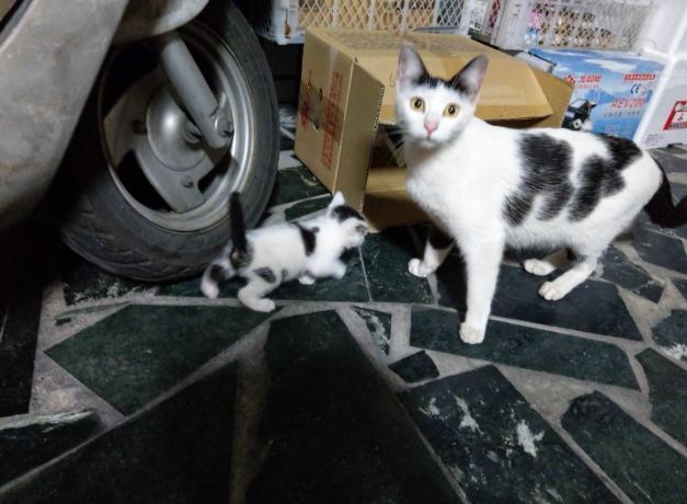 貓後腿無力治療