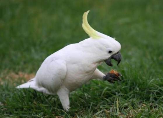 鸚鵡飼養技巧 鸚鵡飼養技巧