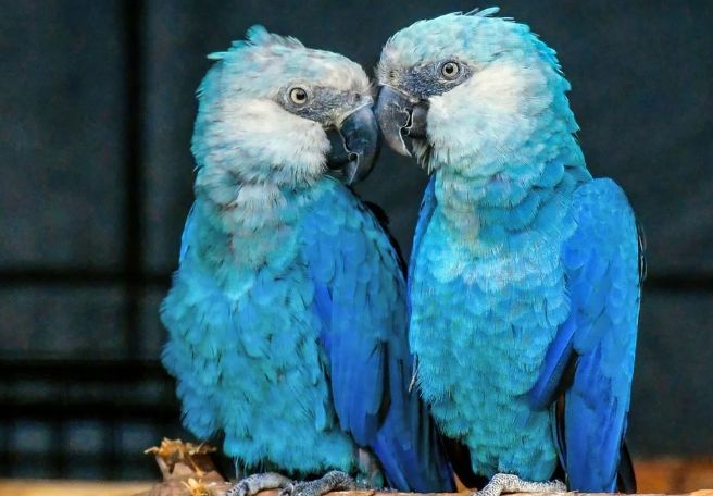 滅絕狀態 滅絕狀態