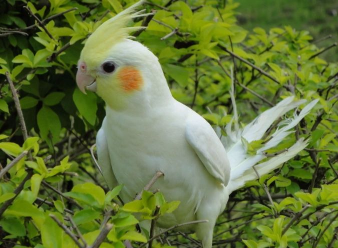 鸚鵡可以吃魚嗎