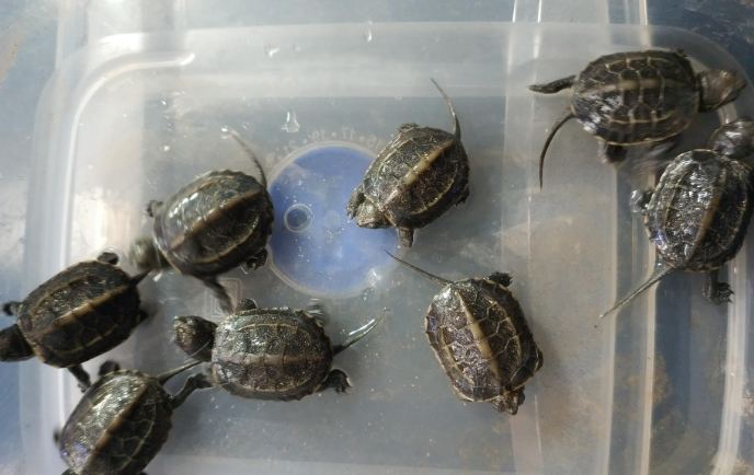 草龜飼養環境 草龜飼養環境