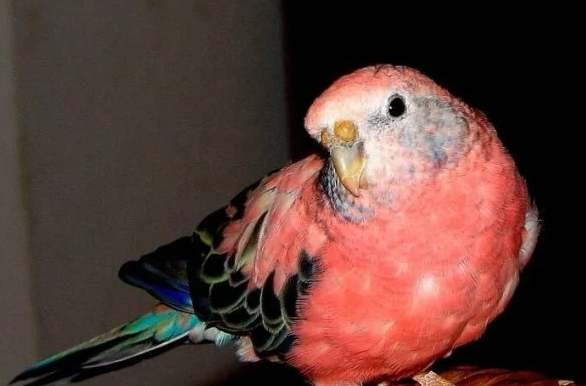 秋草鸚鵡訓練方法 秋草鸚鵡訓練方法