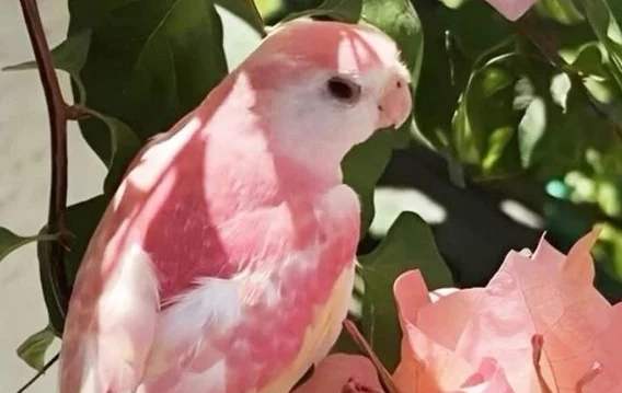 秋草鸚鵡飼養 秋草鸚鵡飼養