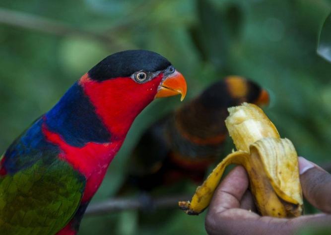鸚鵡吃香蕉 鸚鵡吃香蕉