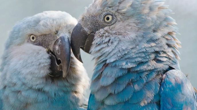 滅絕狀態 滅絕狀態