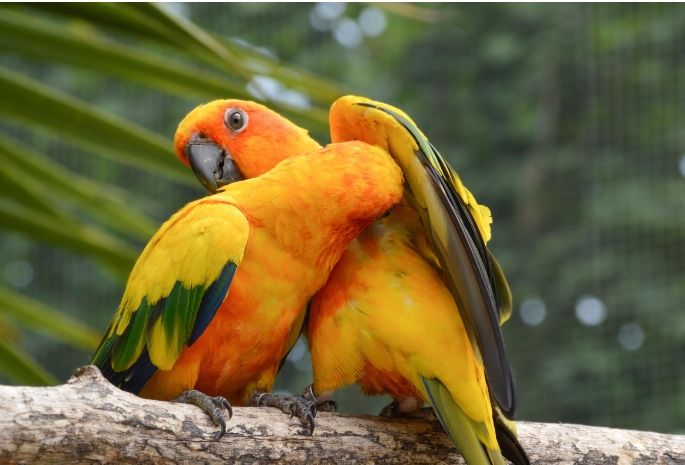 金太陽鸚鵡聰明程度 金太陽鸚鵡聰明程度